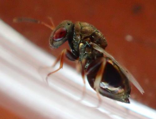 Dinarmus sp.
